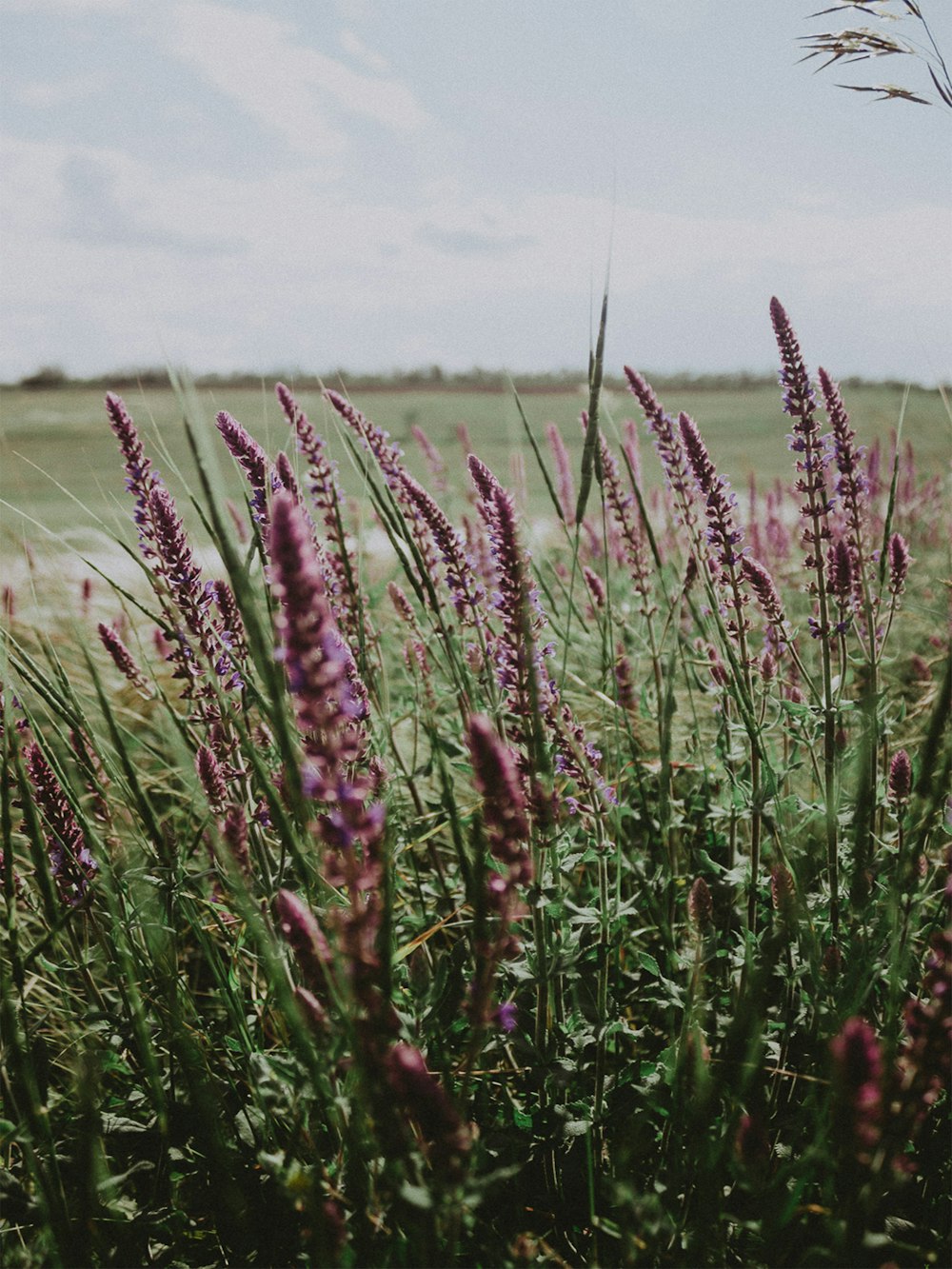 a bunch of purple flowers in a field