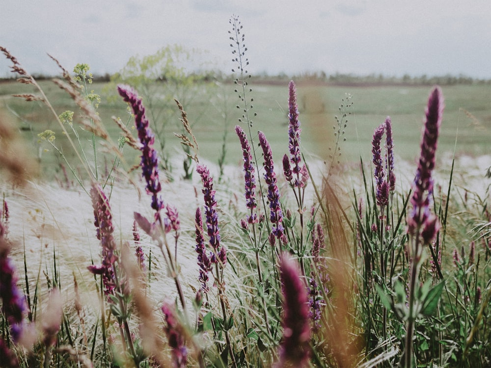 a bunch of purple flowers in a field