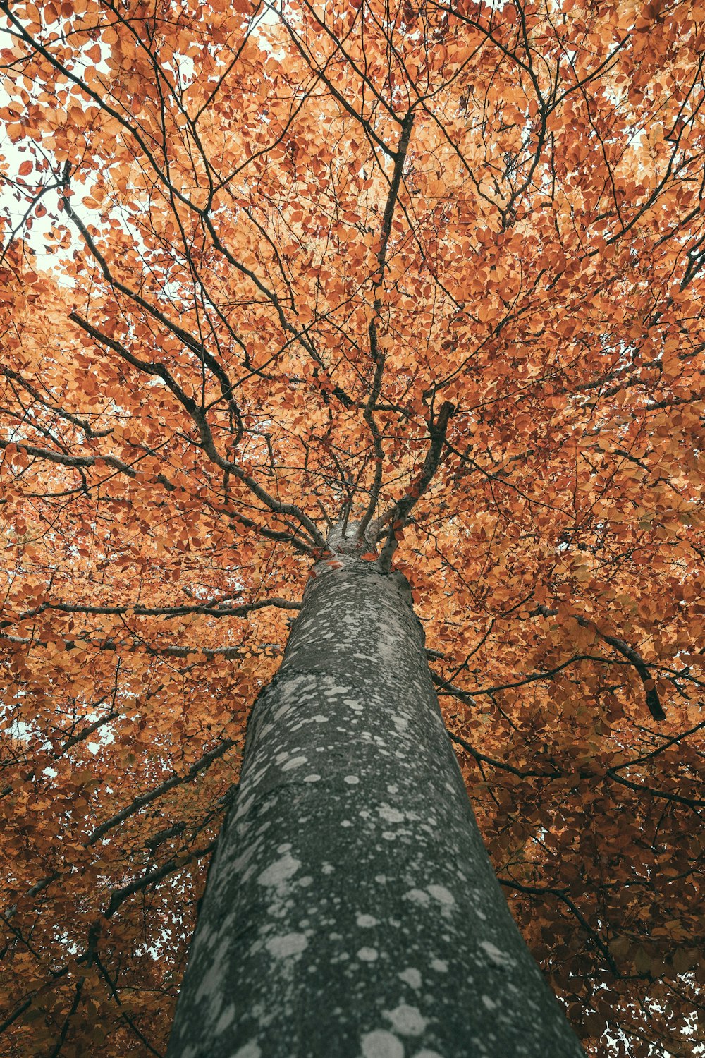 a tall tree with lots of leaves on it