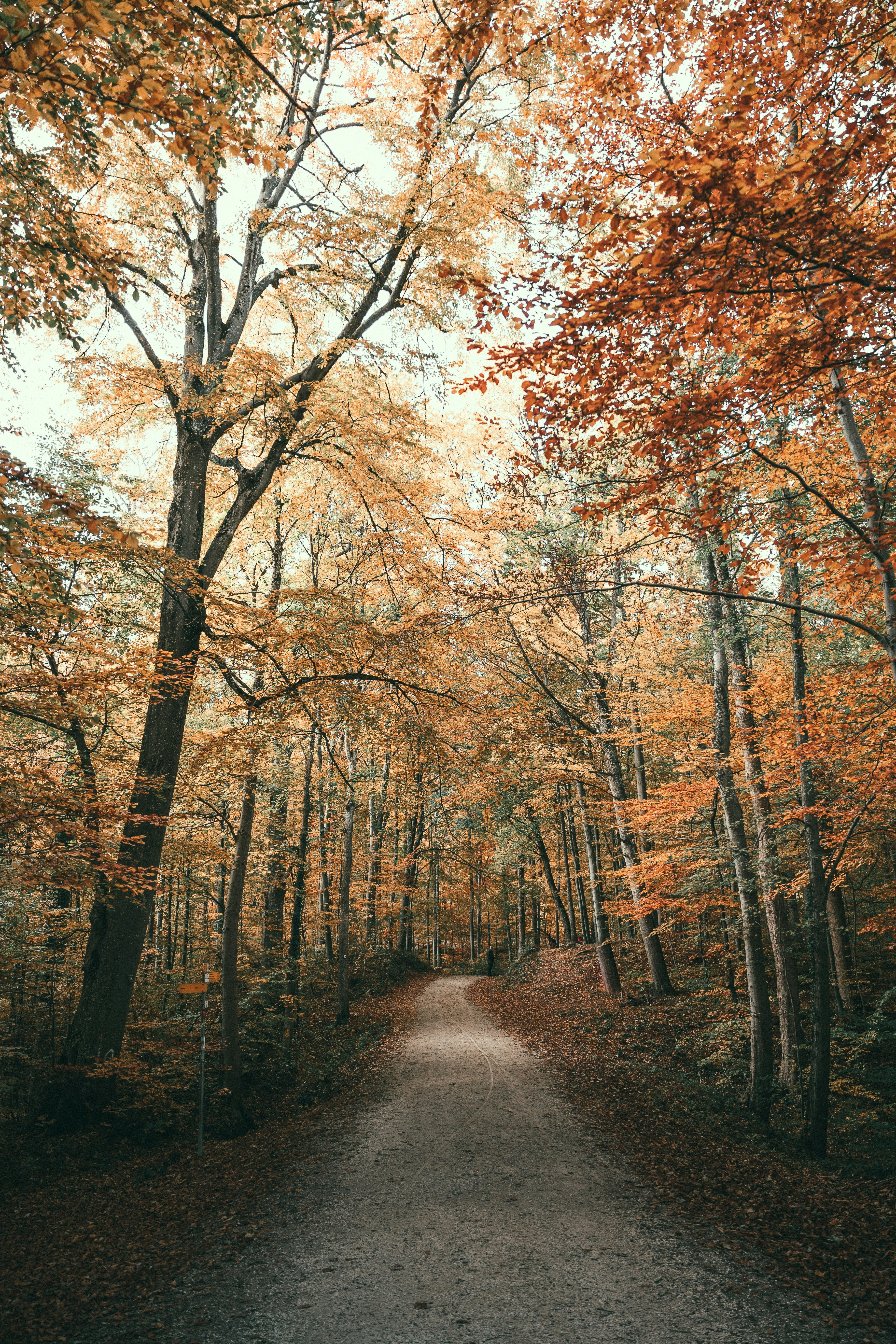 Free Forest Image on Unsplash