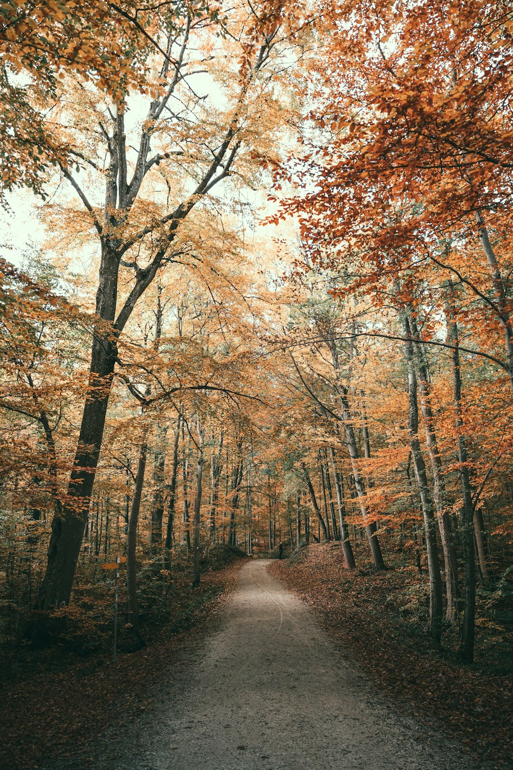 a tree in the middle of a forest