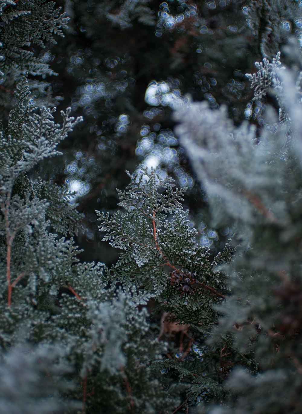 a close up of a pine tree with snow on it