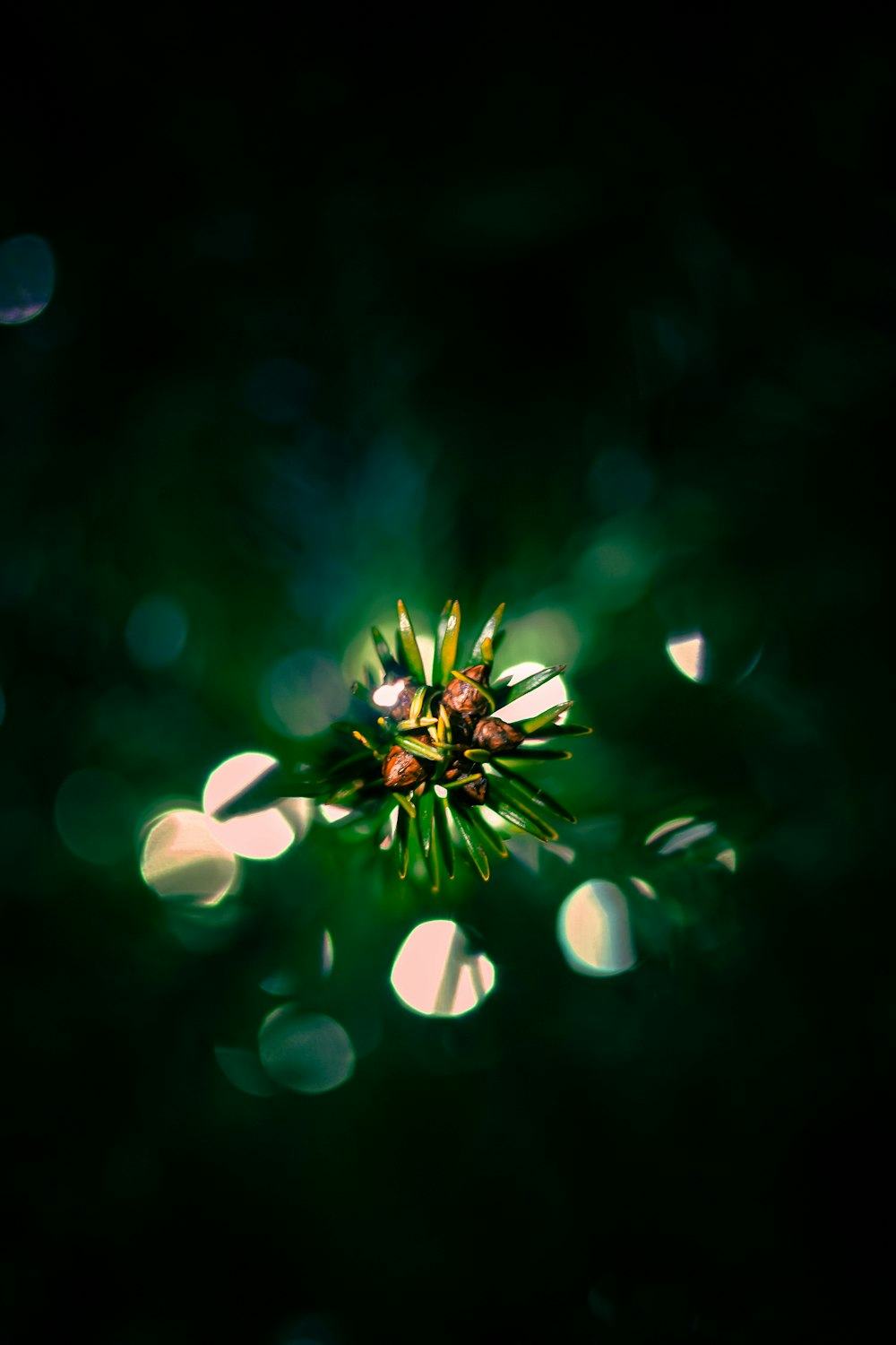 um close up de uma flor em um fundo escuro