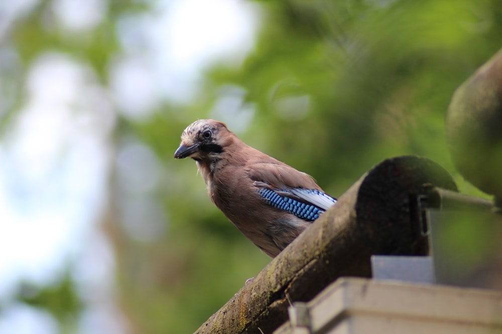 a blue jay perched on top of a roof