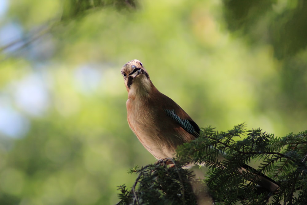 a bird sitting on top of a tree branch