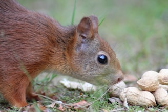 A close-up image of a brown squirrel with its nose pointed towards a small pile of peanuts on the grassy ground. The squirrel's fur is detailed, with a mix of brown and reddish hues, and the peanuts are still in their shells.