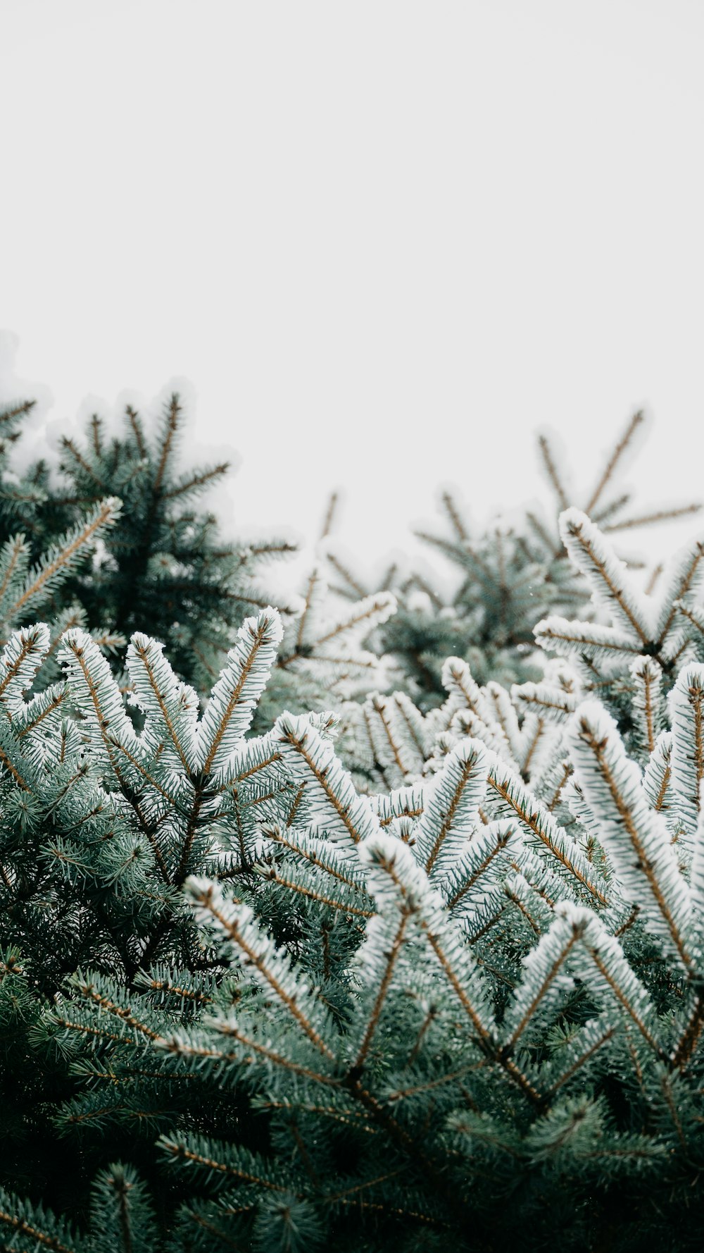 a close up of a pine tree with snow on it