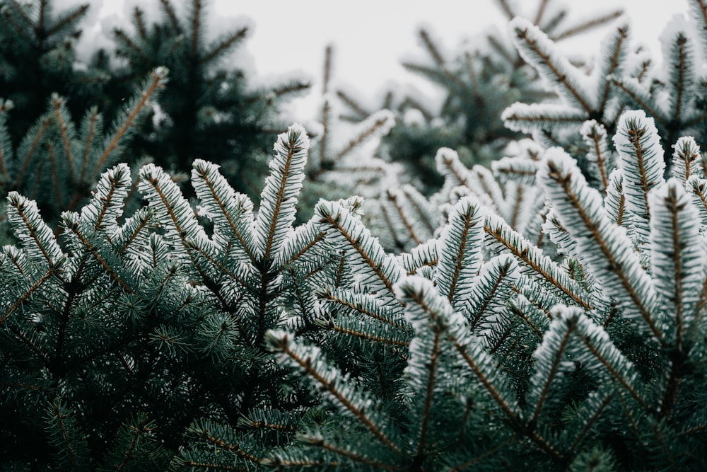 a group of pine trees covered in snow