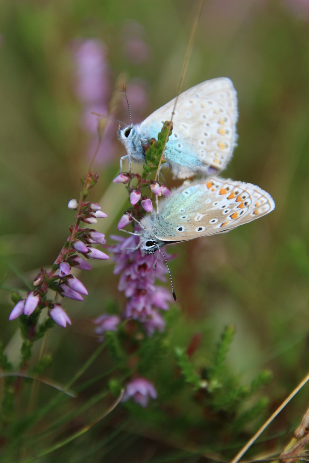 two butterflies sitting on top of a purple flower