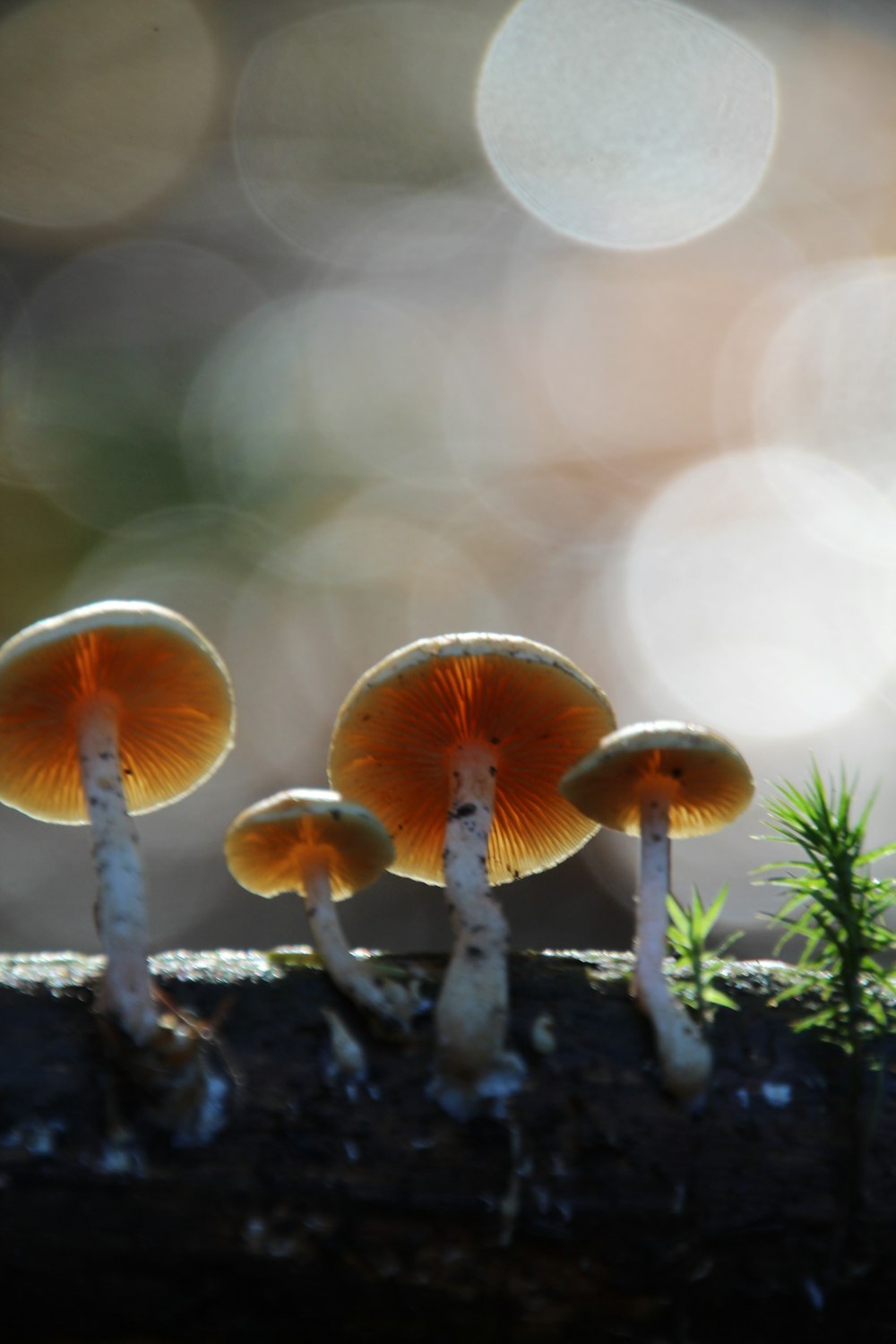 a group of mushrooms sitting on top of a log