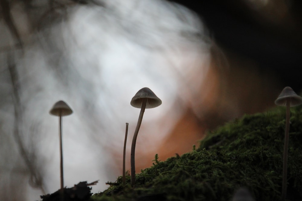 a group of mushrooms sitting on top of a moss covered ground