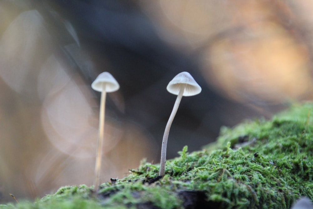 a couple of small mushrooms sitting on top of a moss covered ground