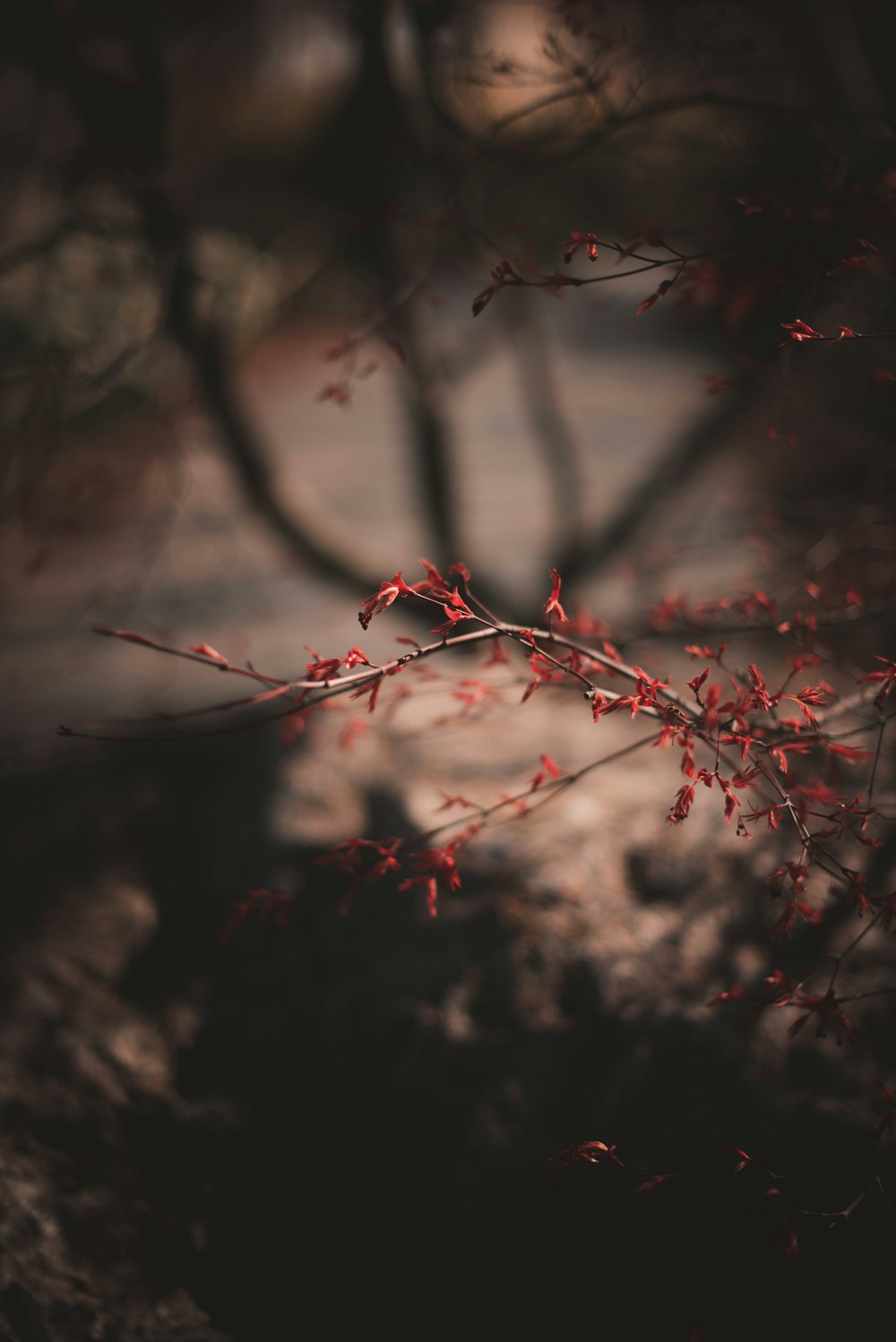 a plant with red leaves in a dark room