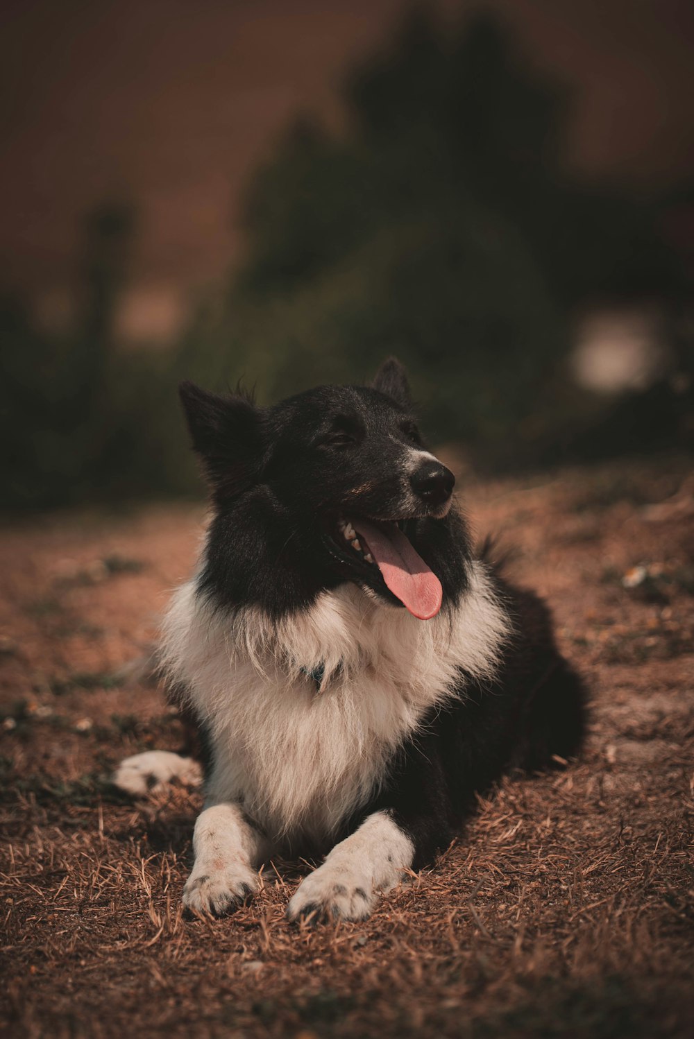 a black and white dog laying on the ground