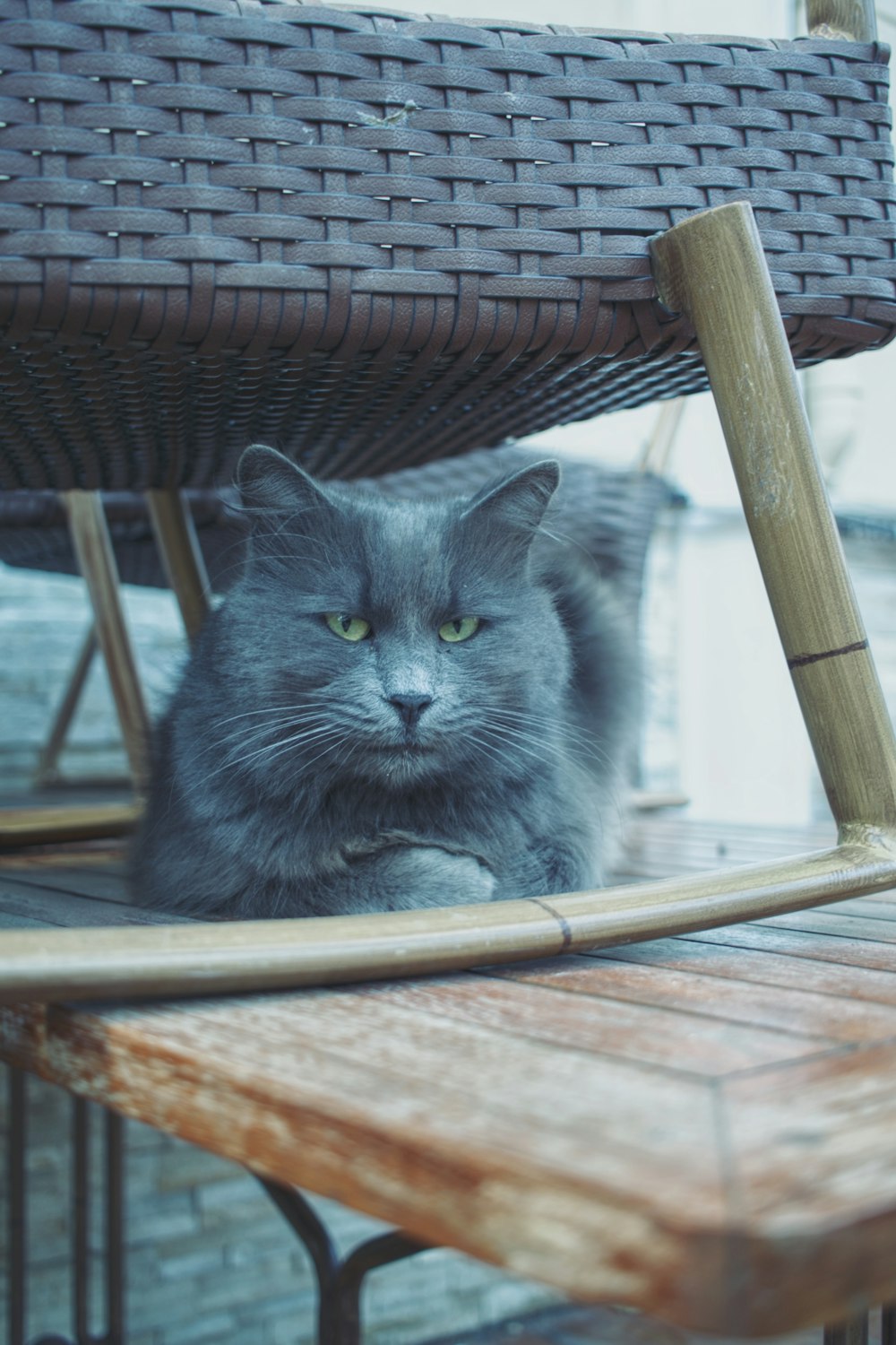 a gray cat sitting on top of a wooden table