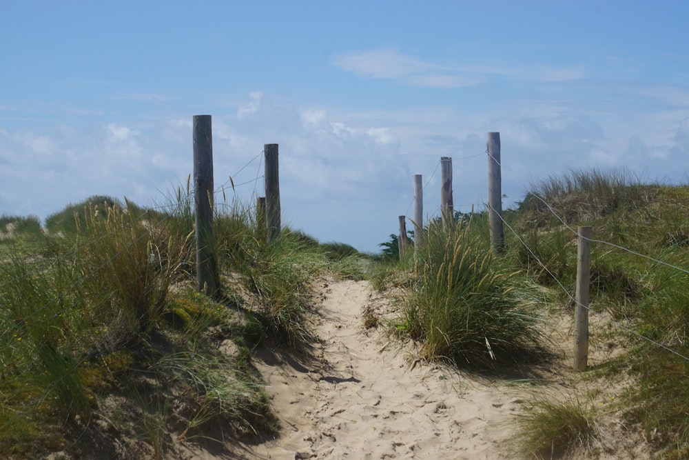 a path leading to the beach through tall grass