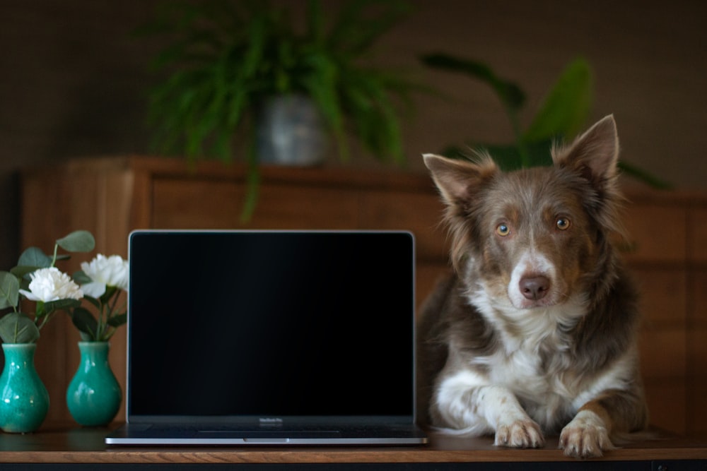 a brown and white dog sitting next to a laptop