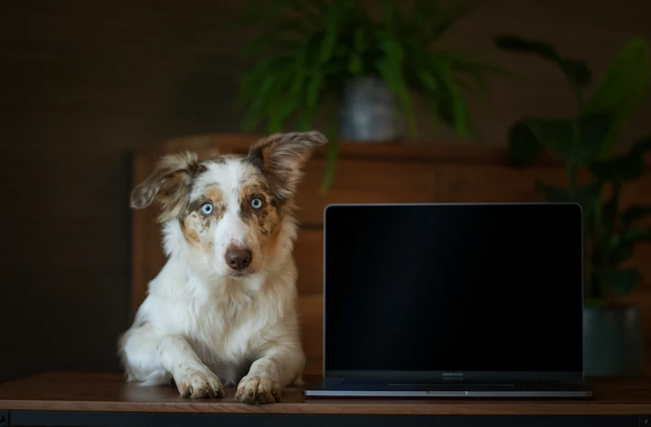 Perro junto a una computadora portatil