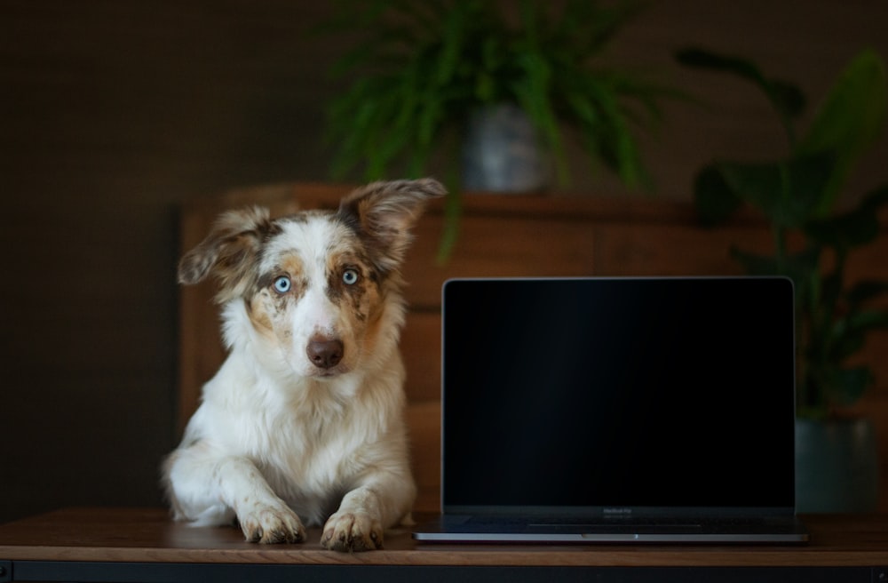a dog sitting in front of a laptop computer