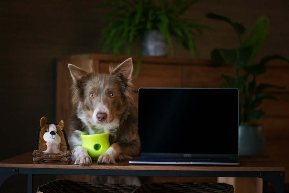 a dog sitting on a table next to a laptop