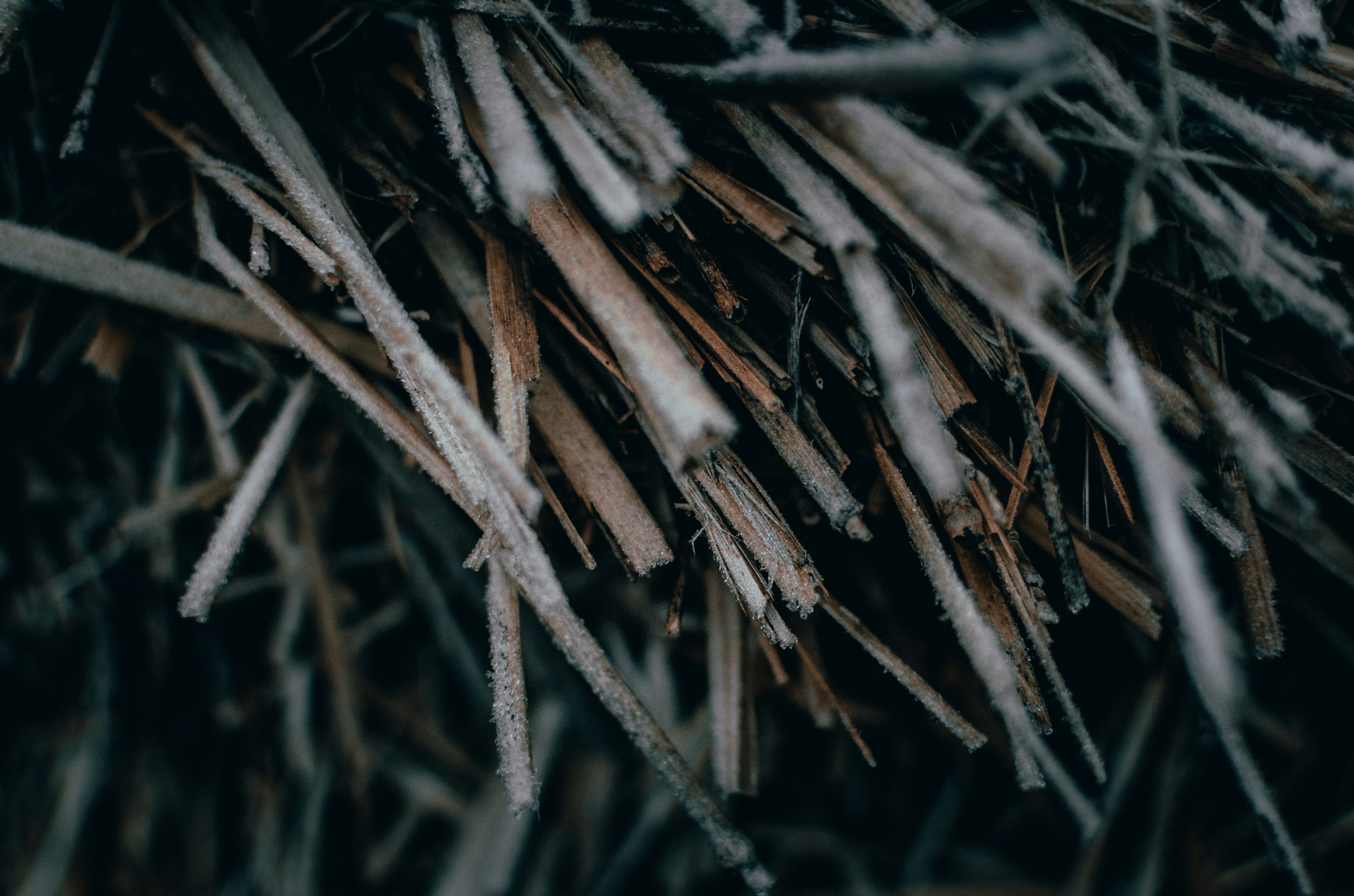 a bunch of sticks that are covered in snow