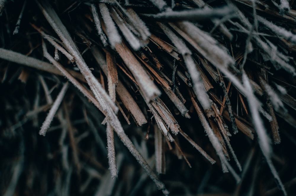 a bunch of sticks that are covered in snow