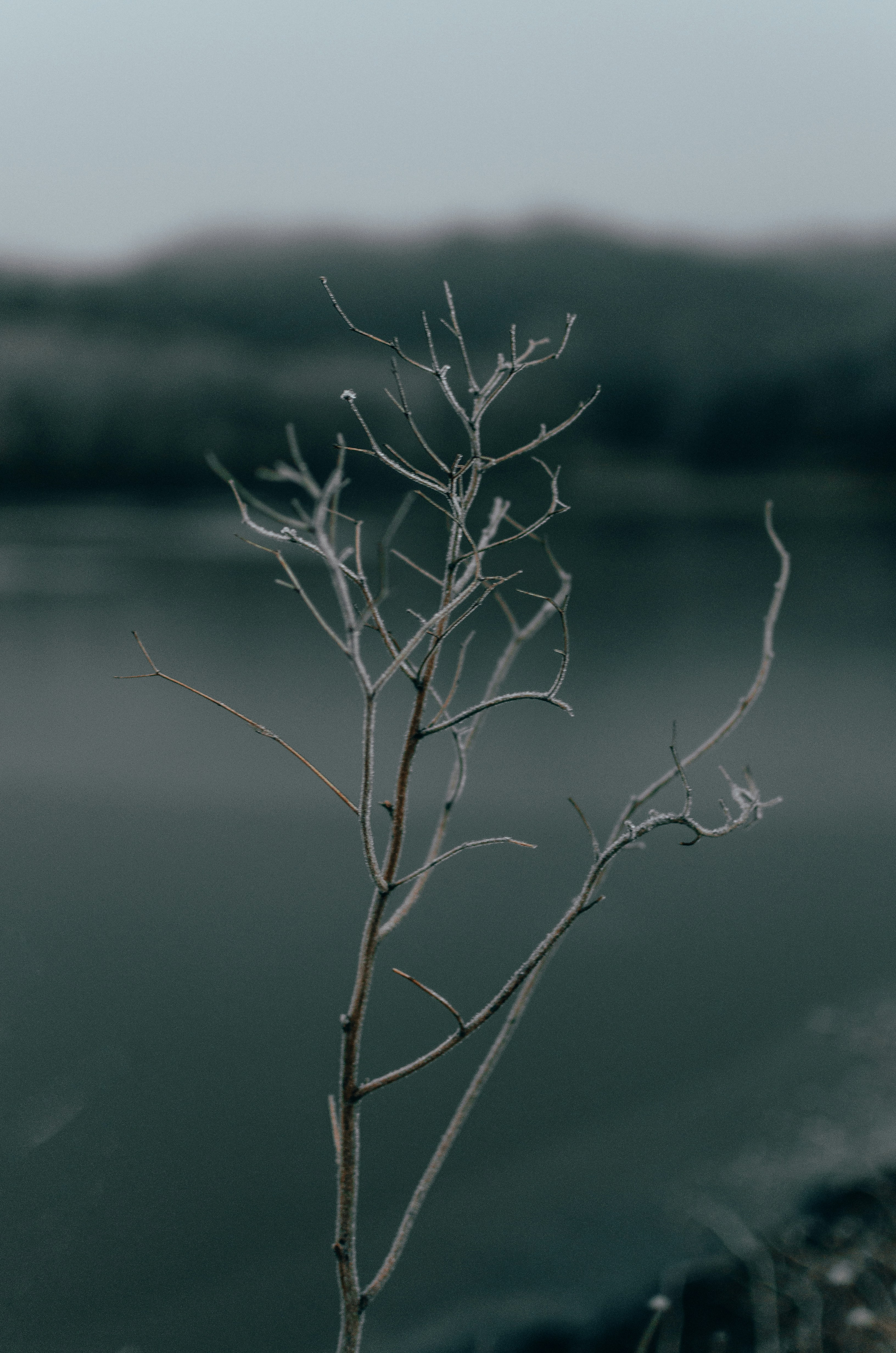 a small tree with no leaves in front of a body of water