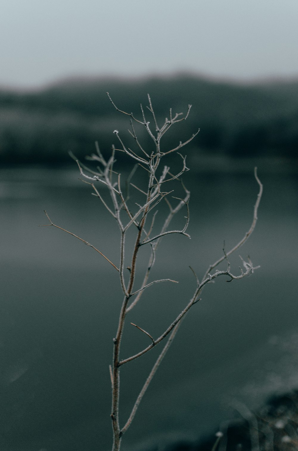 a small tree with no leaves in front of a body of water