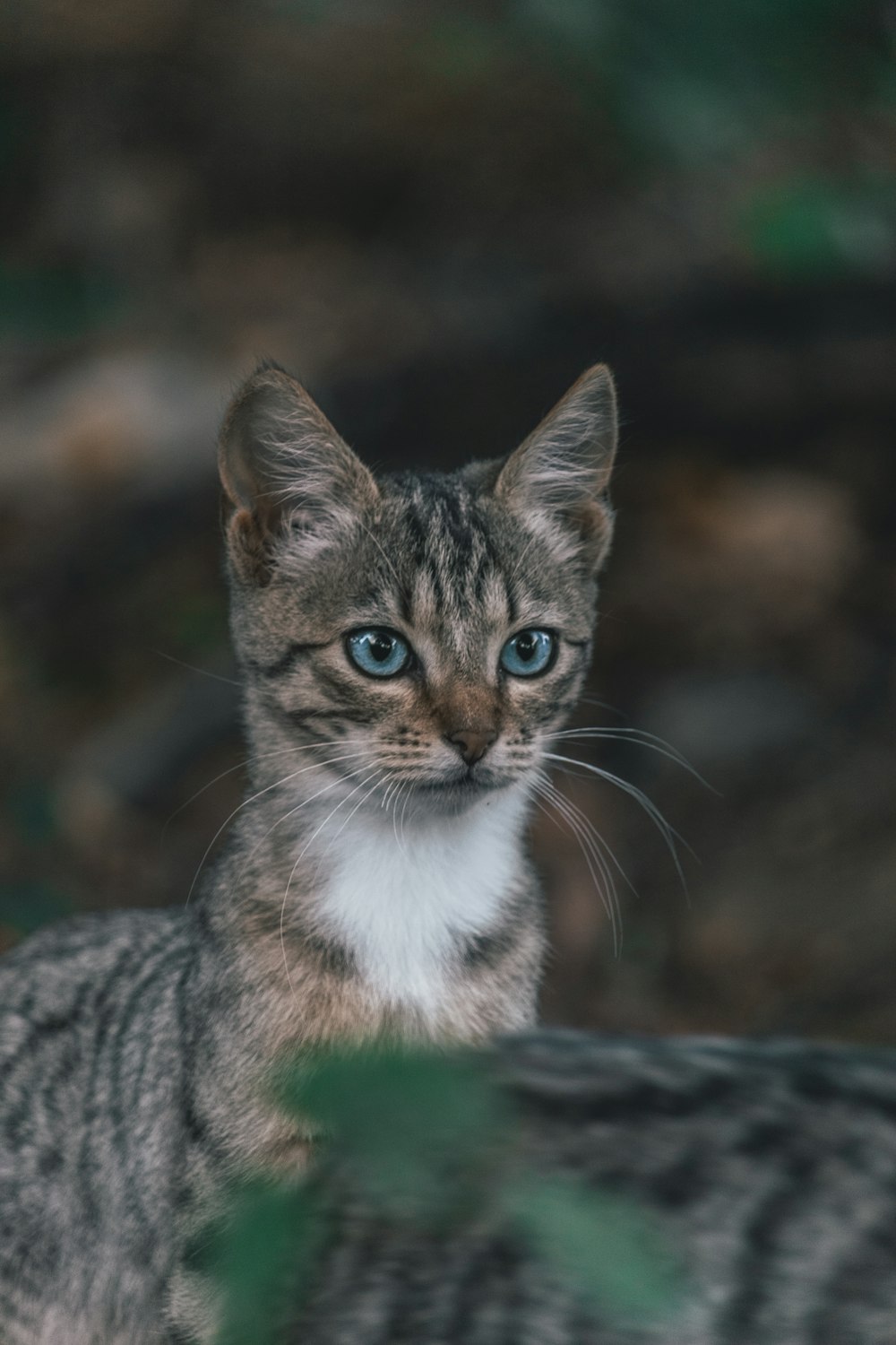 a small kitten with blue eyes looking at the camera