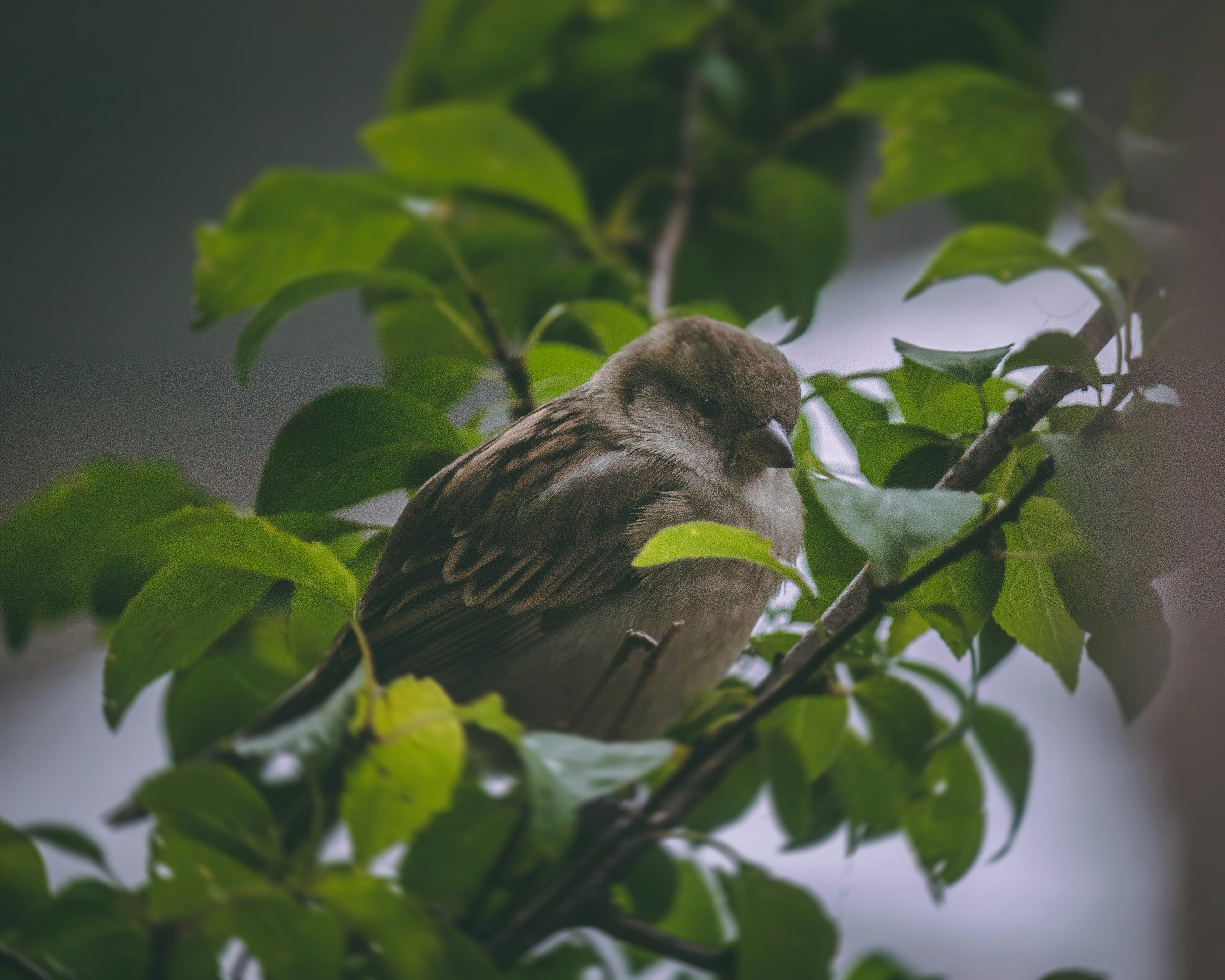 Photo by stefanmares