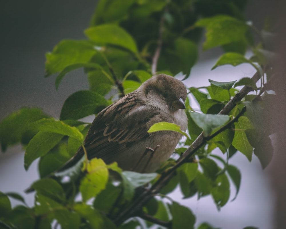 a bird sitting on a branch of a tree