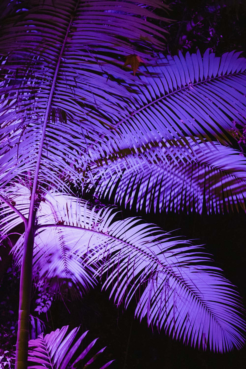 a palm tree with purple lights in the background