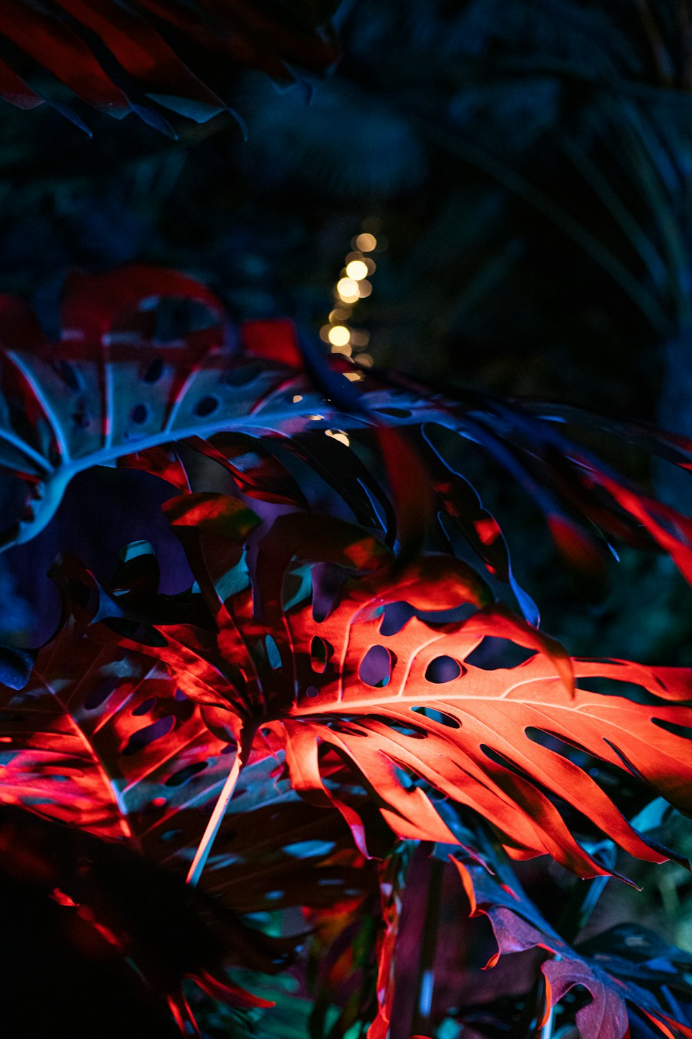 a close up of a red and blue plant