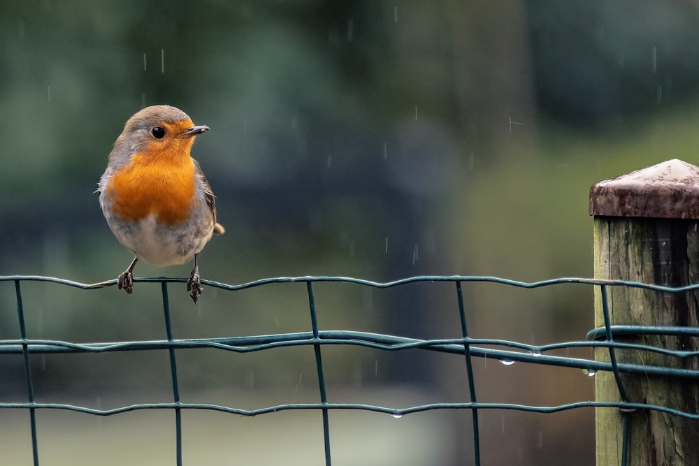 a small bird perched on top of a fence