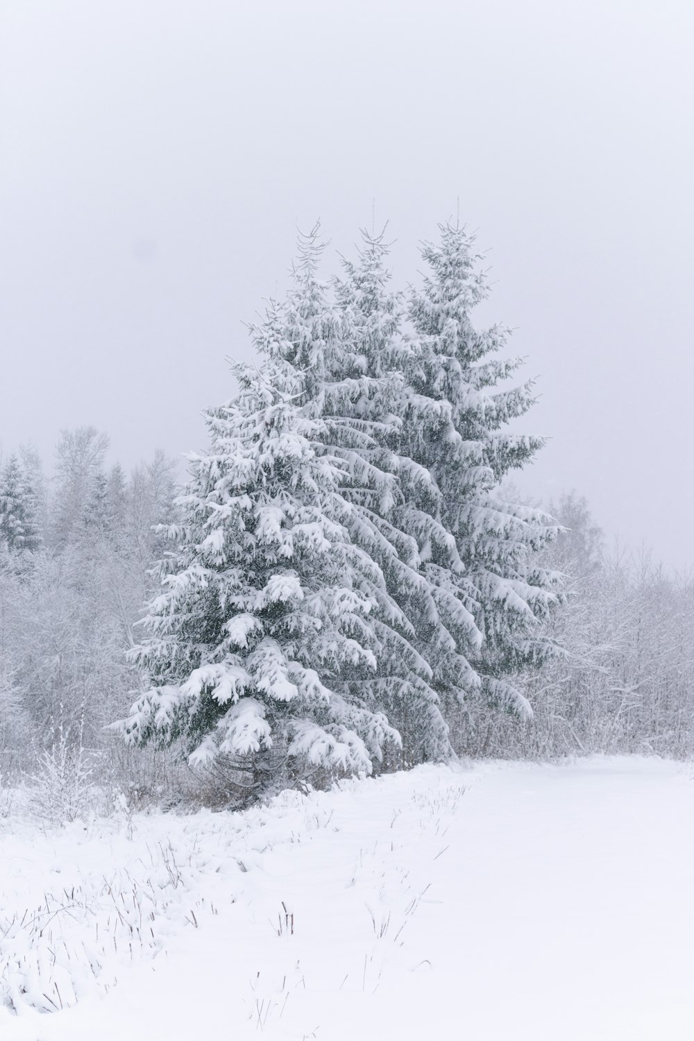 a snow covered pine tree in a field