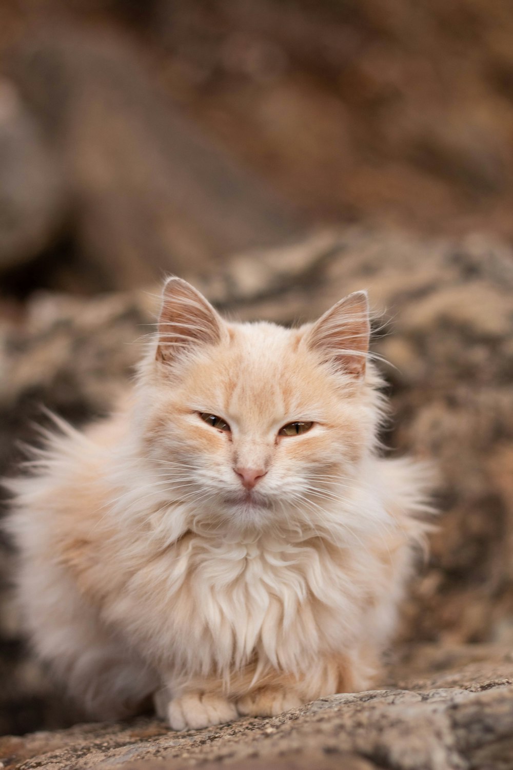 a small orange and white cat sitting on a rock