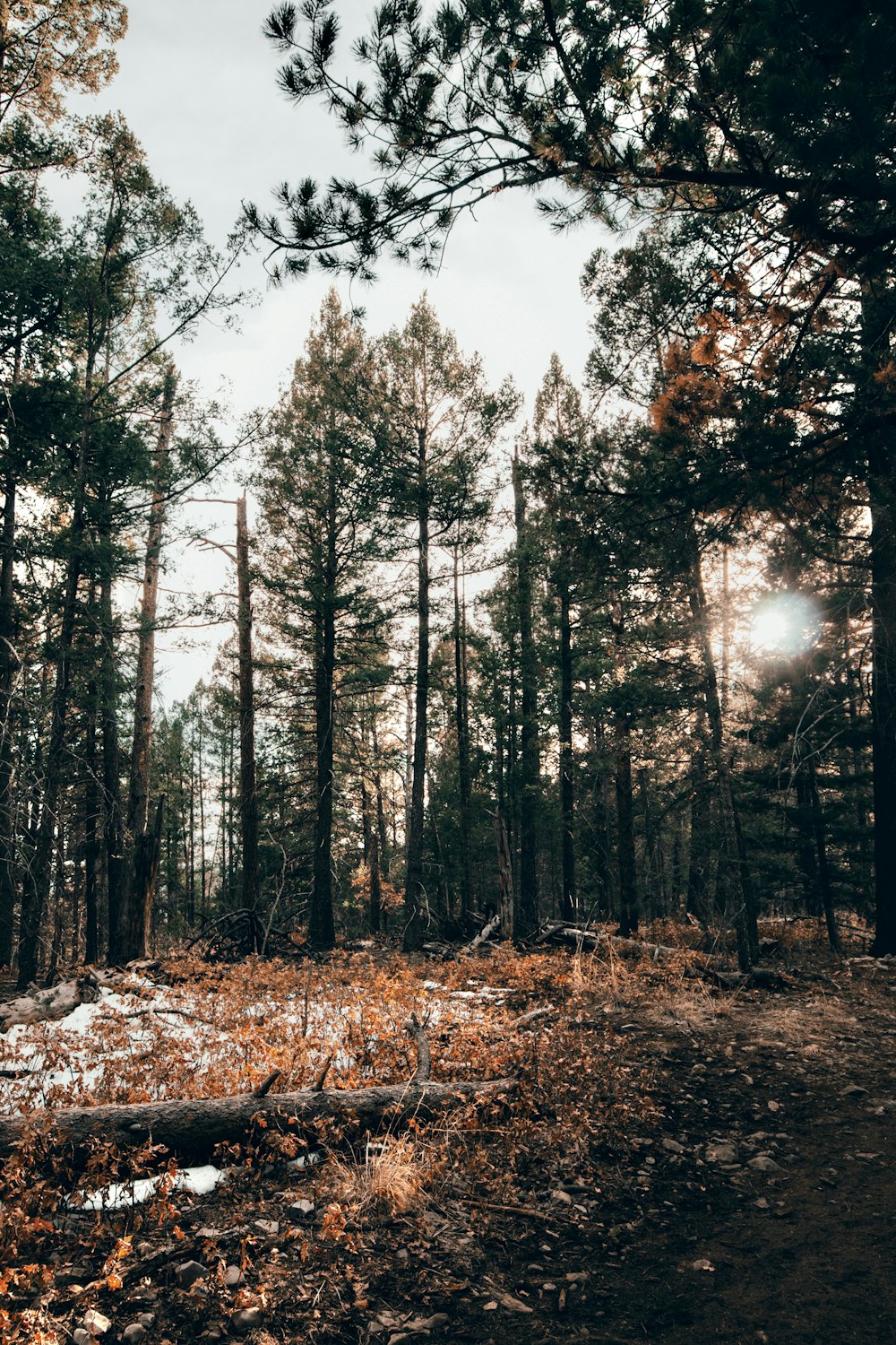 Die Sonne scheint durch die Bäume im Wald