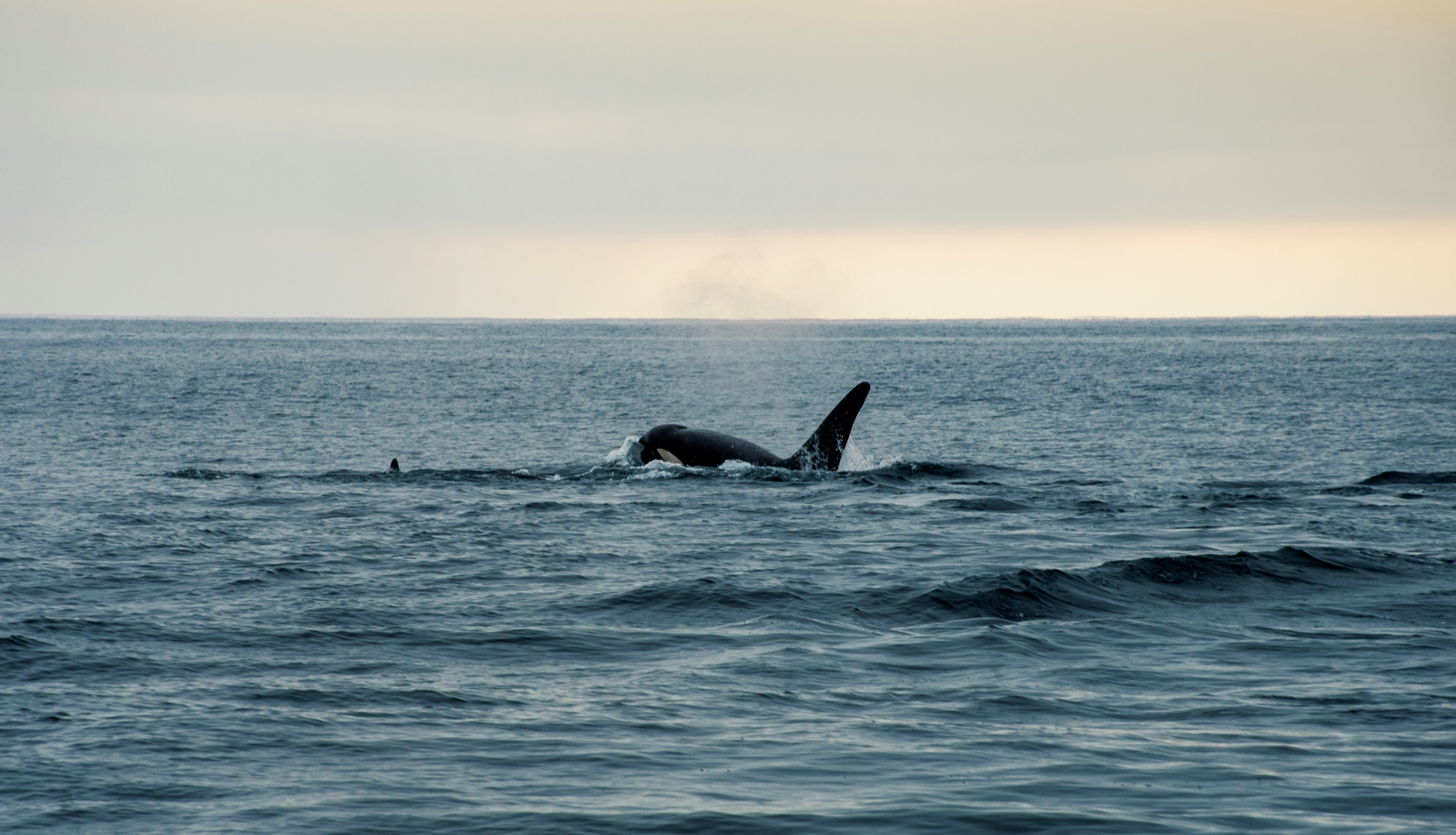When Apex Meets Apex: How Orcas Are Rewriting the Rules of the Pacific's Most Dangerous Game