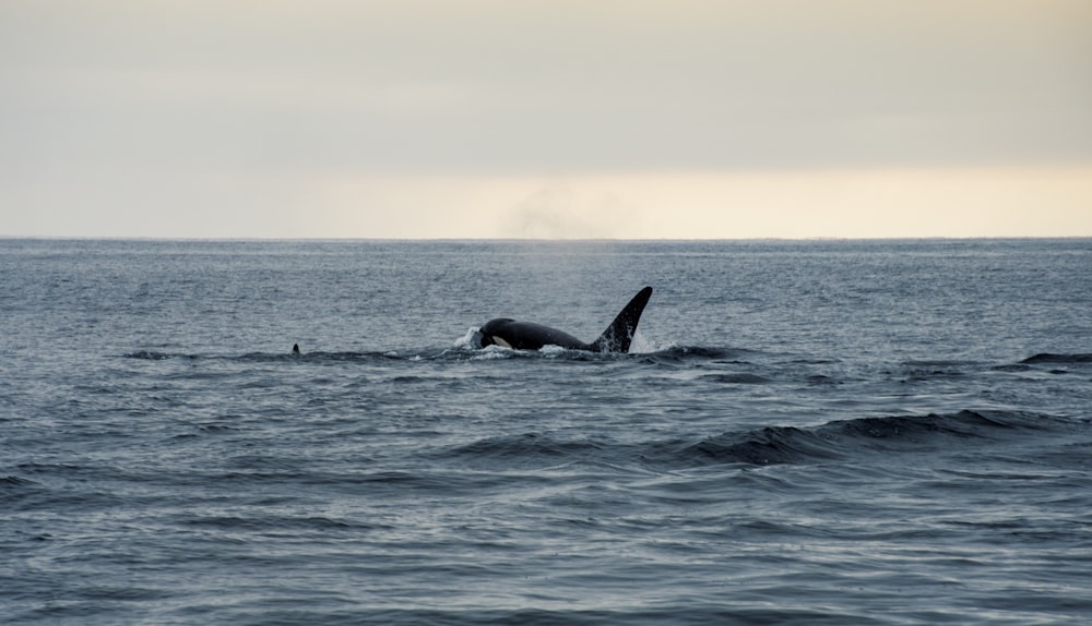 a humpback whale dives into the ocean