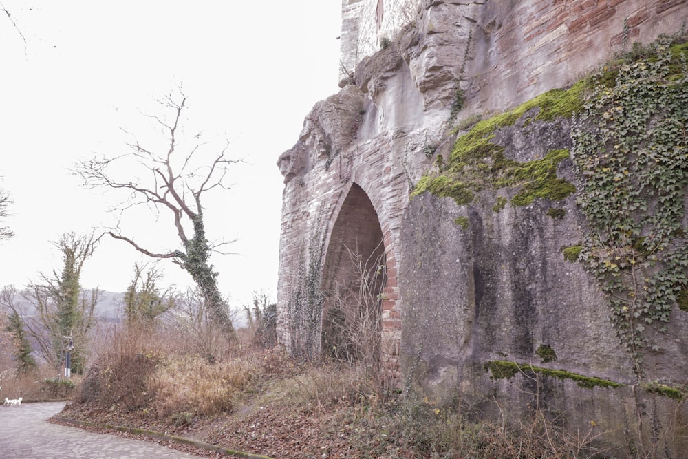 a stone wall with vines growing on it