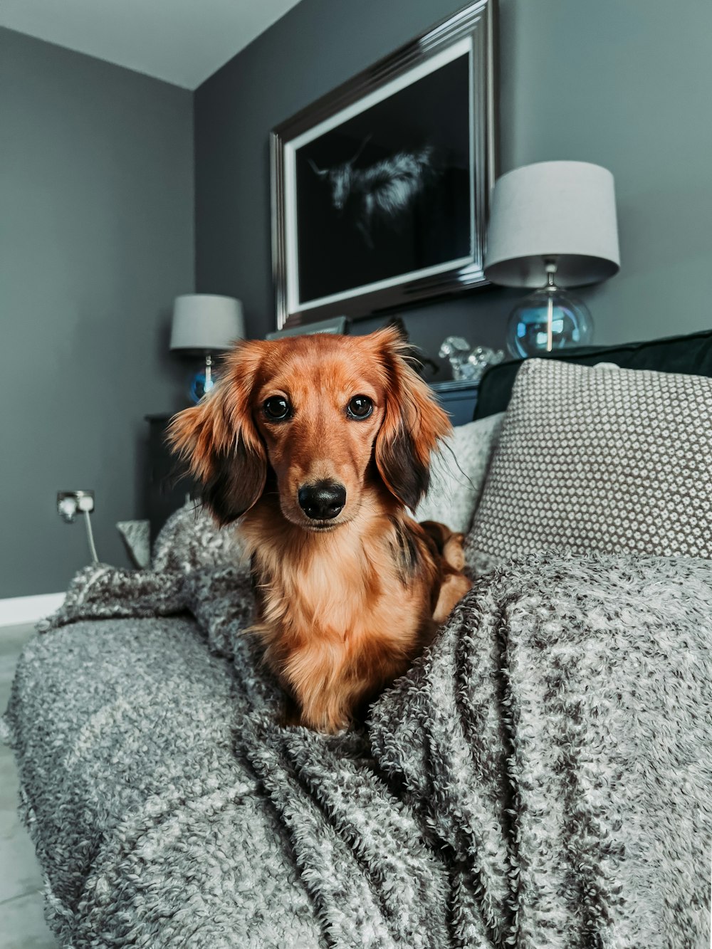 a dog sitting on top of a blanket on a couch