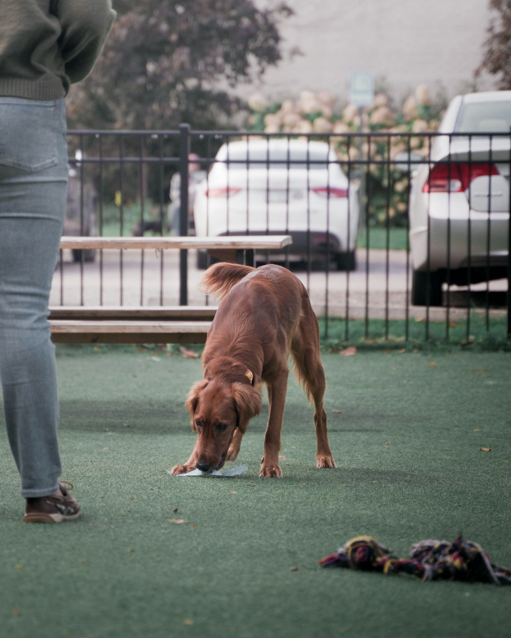 a dog sniffing a persons shoes on the ground