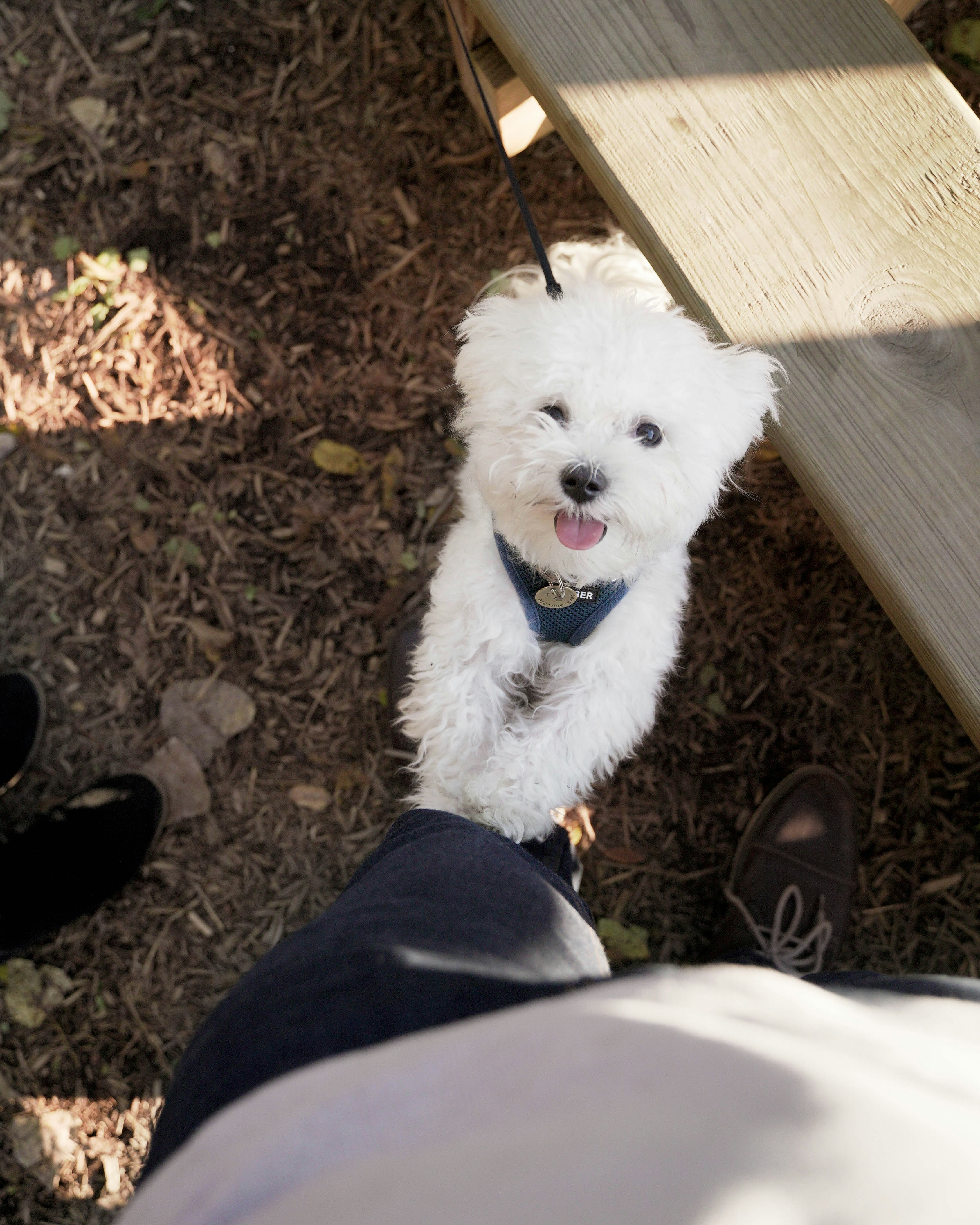 un piccolo cane bianco seduto sopra una panca di legno