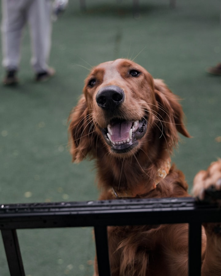 "Can Dogs Laugh? Understanding the Science Behind Canine Vocalizations"