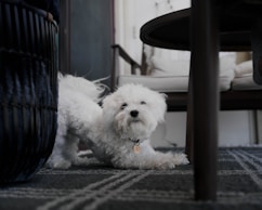 a small white dog sitting under a table