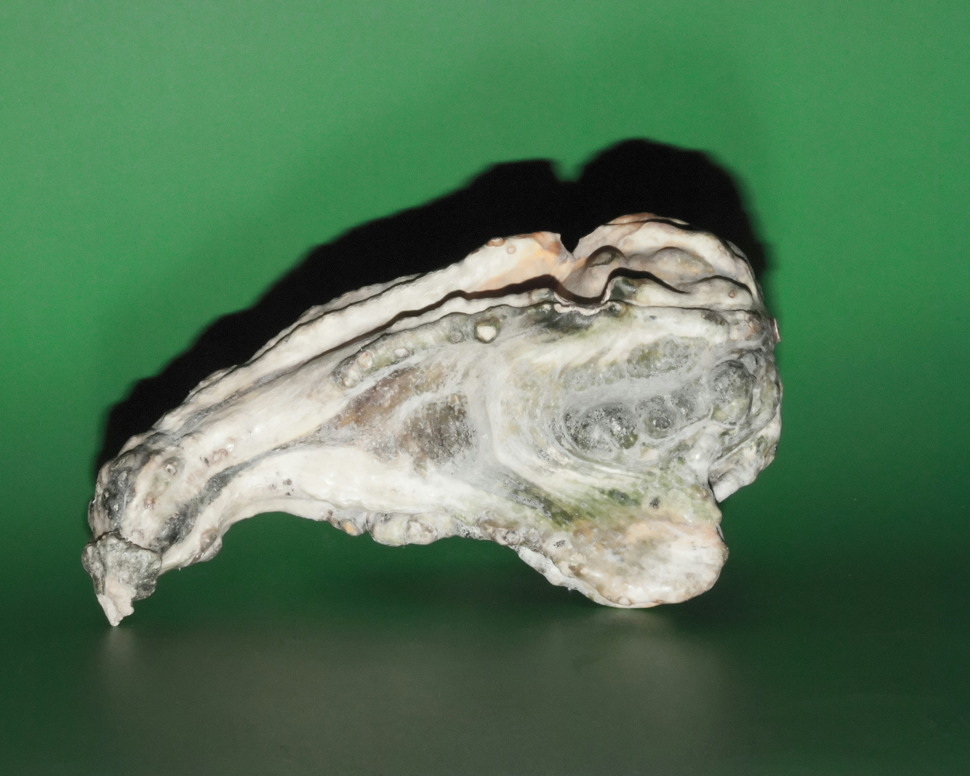 The Family Tree Unfolds (image credits: unsplash)