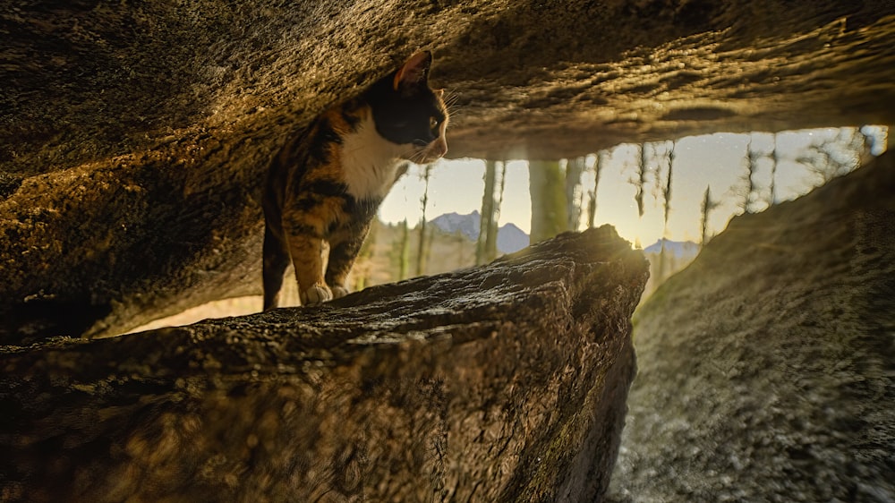 a cat that is standing on a rock