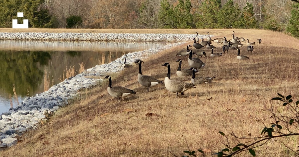A flock of birds standing on top of a dry grass field photo Free A flock of birds standing on top of a dry grass field photo Free