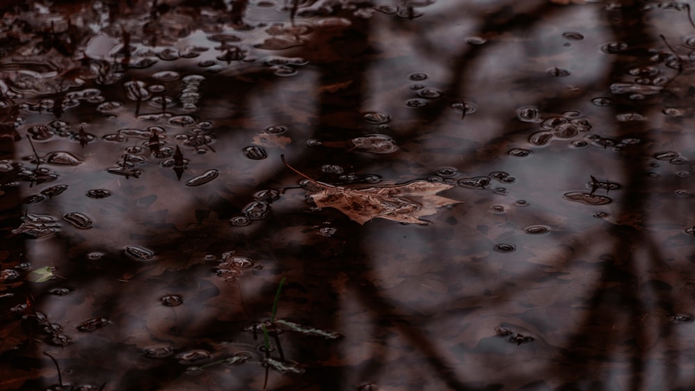 a leaf floating on top of a puddle of water