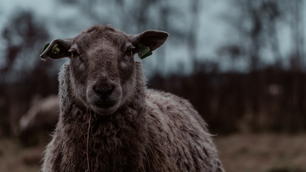 a close up of a sheep in a field